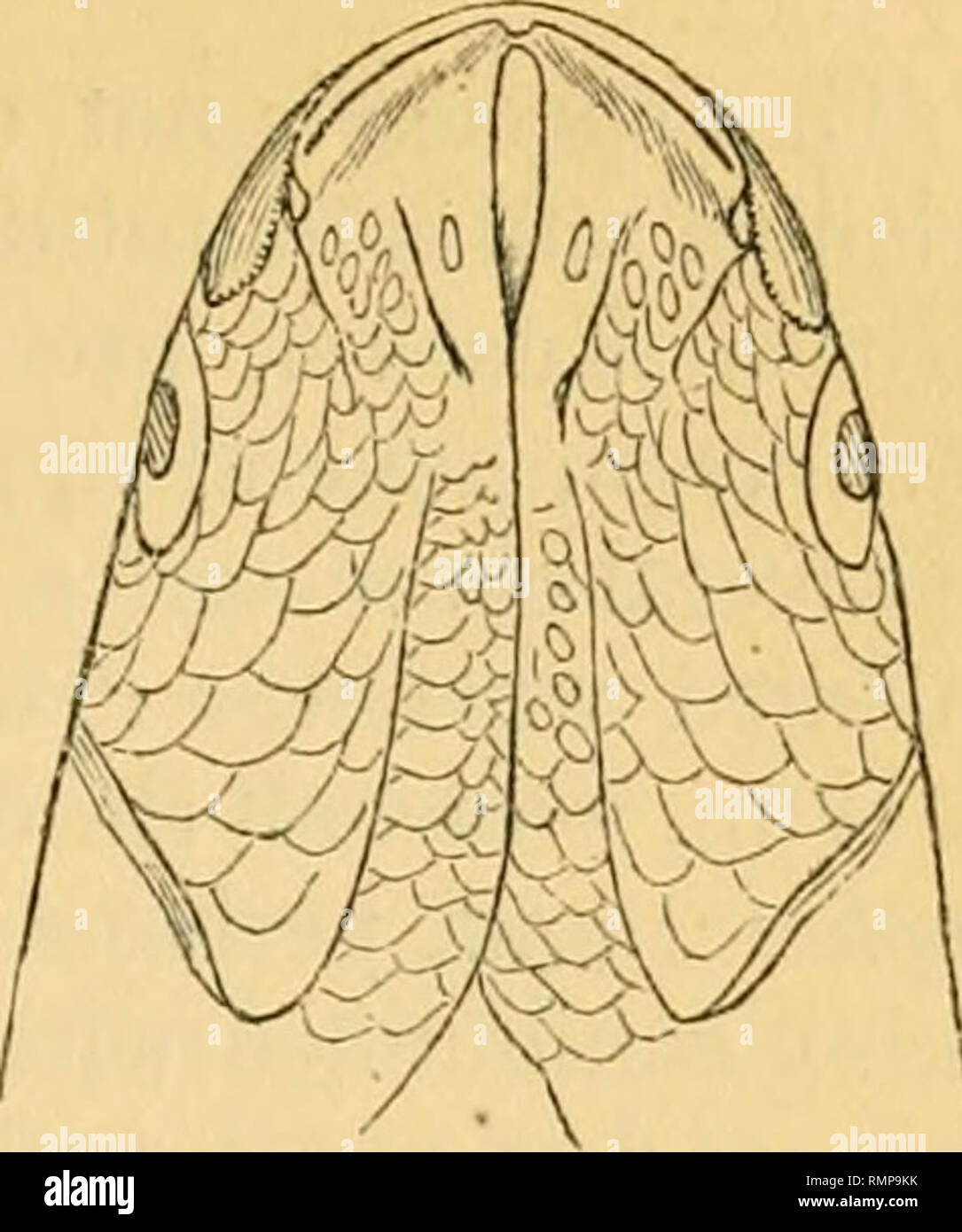 The Annals and magazine of natural history; zoology, botany, and geology.  Natural history; Zoology; Botany; Geology. Dr. A. Giiiither on the British  Species of Mugil. 347. extremity of the maxillary bone