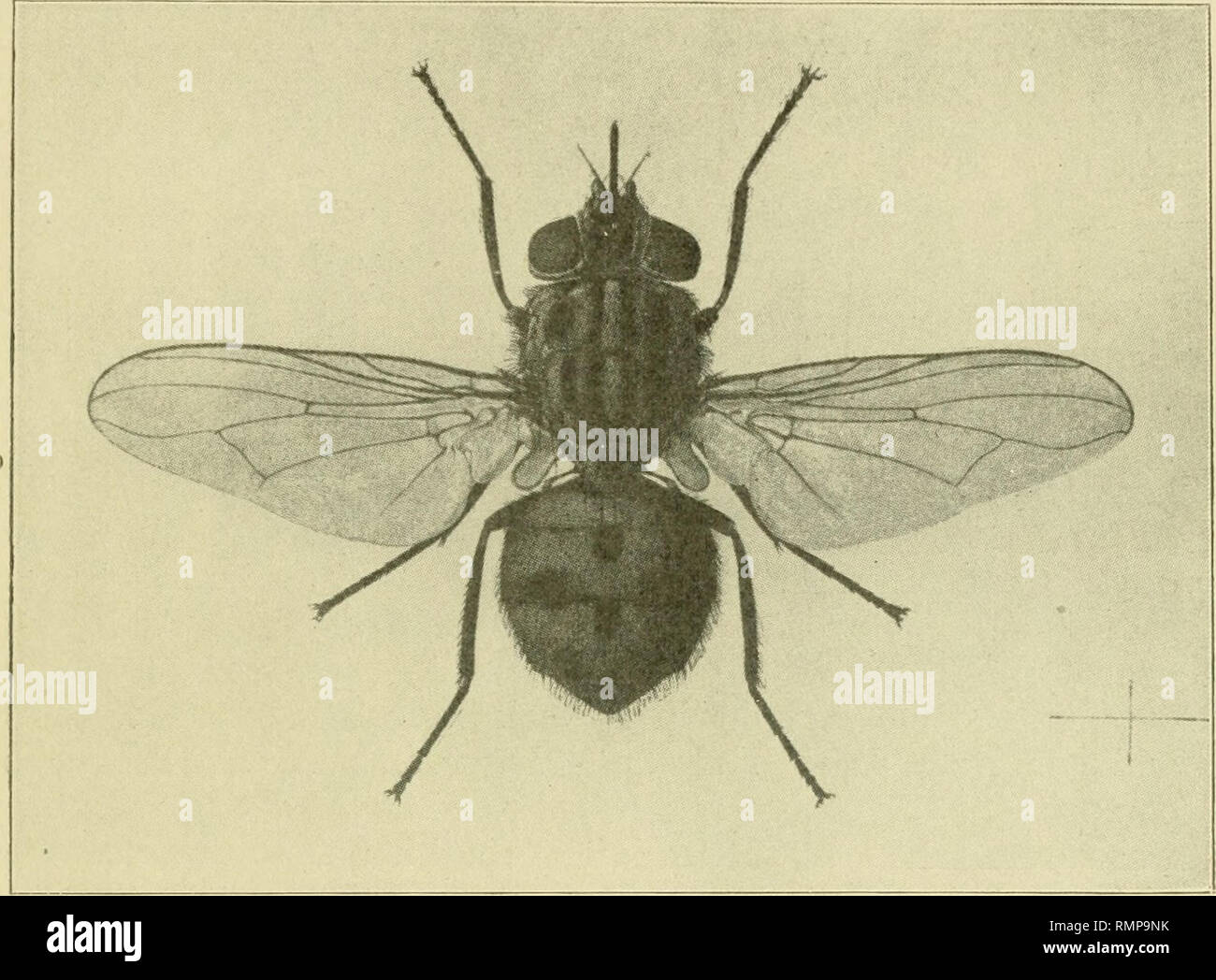 . Annals of the Entomological Society of America. Entomology. STOMOXYS CALCITRANS LINN. Chas. K. Brain, B. A., F. E. S., Entomologist.* Stomoxys calcitrans Linn, has often been suspected of being an agent in the transmission of disease, and the recent experi- ments of Rosenau, Anderson and Frost seem to show con- clusively that this insect can, and may, transmit Acute Poliomyelitis in animals—monkeys were used.. Fig. 1. Stomoxys calcitrans Linn. 9- (After Austen.) It is not said that Stomoxys calcitrans is the actual carrier of Infantile Paralysis in Nature, but its com.mon occurrence in local Stock Photo