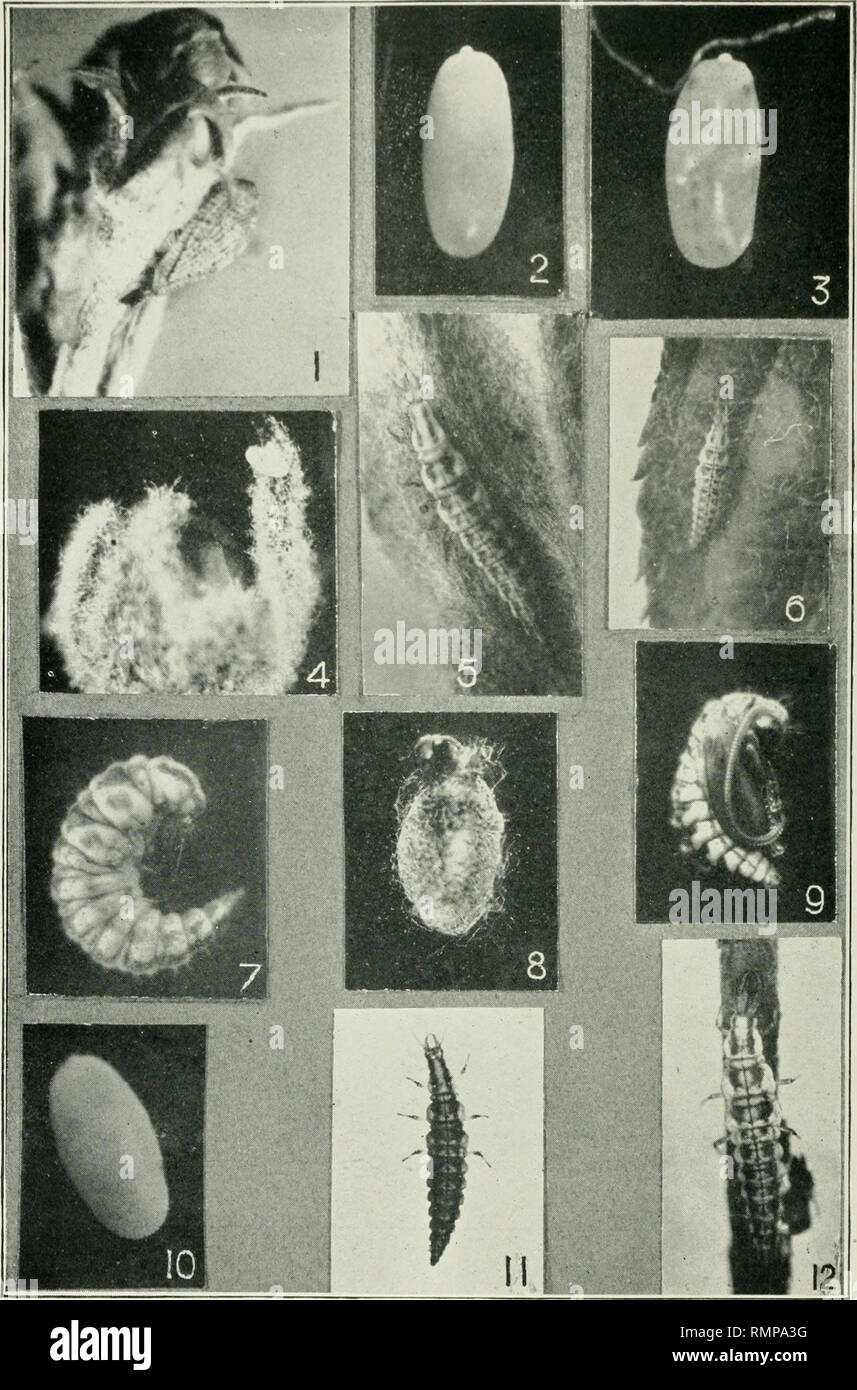 Plah High Resolution Stock Photography And Images Alamy