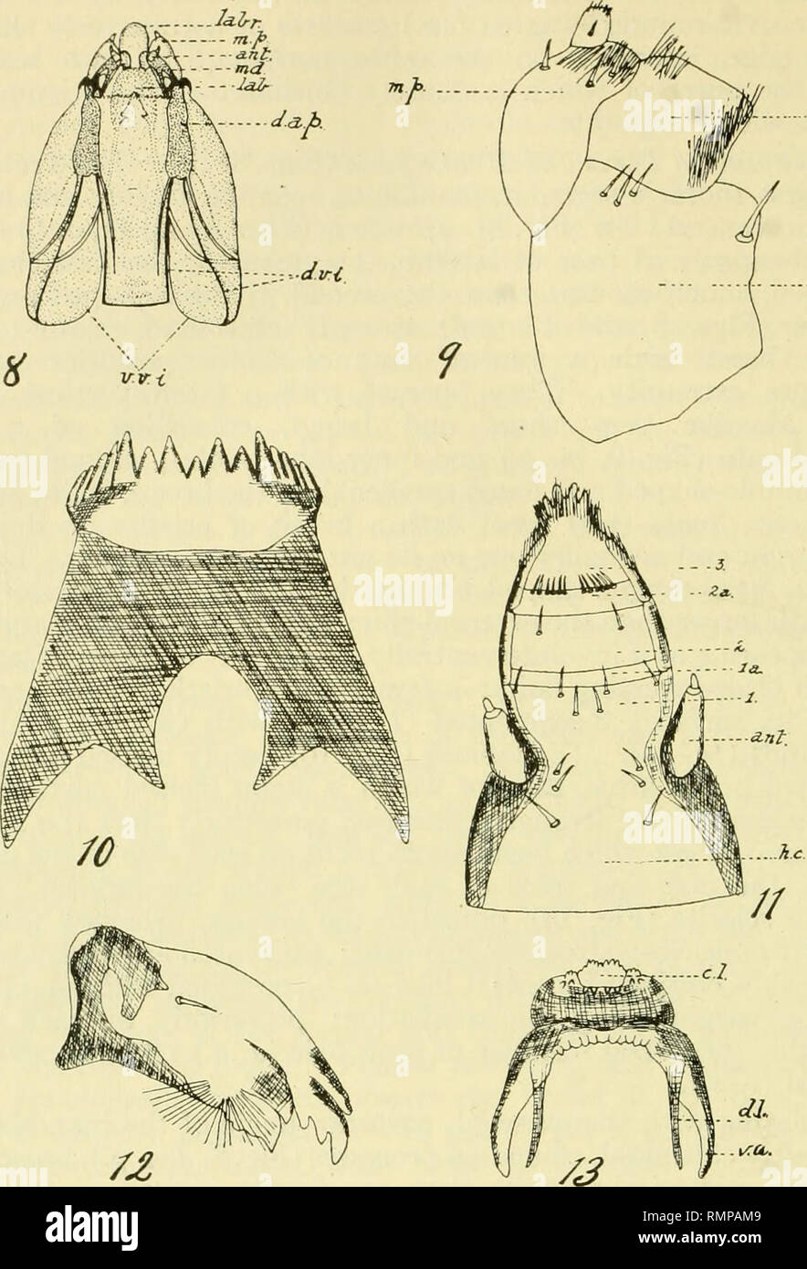 . Annals of the Entomological Society of America. Entomology. 84 Annals Entomological Society of America [Vol. XI,. Explanation of Figures. Fig. 8. Head-capsule of larva. Labr., labrum; m. p., maxillary palp; ant., antenna; md., mandible; lab., labrum; d. a. p., dorsal articulating process; d. v. i.^ dorsal V-shaped incision; v. v. i., ventral V-shaped incision. X 30. Fig. 9. Maxilla of larva; m. p., maxillary palp; ma., mala; ca., cardo. Camera lucida drawing. X 115. Fig. 10. Labium of larva. Camera lucida drawing. X 160. Fig. 11. Labrum of larva; 1, 2, 3, number of segments; la, 2a, interseg Stock Photo