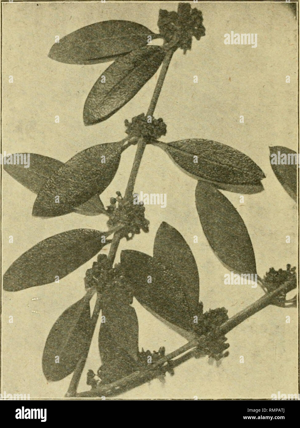 . Annali di botanica. Plants; Plants. della fig. 2 che rappresenta un rametto in fioritura più avanzata, di Phillyrea a fiori bianchi. Né tali diversità di caratteri in piante spontanee della me- desima specie, devono far meraviglia, nella Phillyrea piìi special-. ria-. 2. mente, in quanto esse rappresentano spesso il punto di partenza di quei caratteri che nel passaggio della pianta dallo stato spon- taneo al coltivato, accentuandosi, danno luogo a varietà talora tanto numerose per alcune specie.. Please note that these images are extracted from scanned page images that may have been digitall Stock Photo