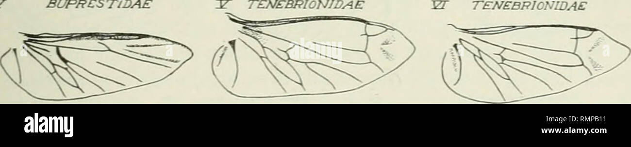 . Annals. Entomology. 1922] Graham: Wing Venatiou of Coleoptera 195 with Ri. R3 turns backward and fuses with R^. In the majority of Coleopterous wings R3 and Rj form a cross vein between R2 and R5, but the various stages leading up to this condition are found in species of several families, for example, Cerambycidae, Chrysomelidae, Bostrychidae, Spondylidae, etc. (See Fig. 3). In every wing examined, the radial sector is broken at the base and in many cases the basal part is entirely gone. BUPPCST/DAE BLTREST'OAS Bl'PRESTJDAC BUPRCSTIDAE TCNCBRIONWAE ZZr TENEBRICNIDAE. IZ fjyPOTHETKAL TYPE. P Stock Photo