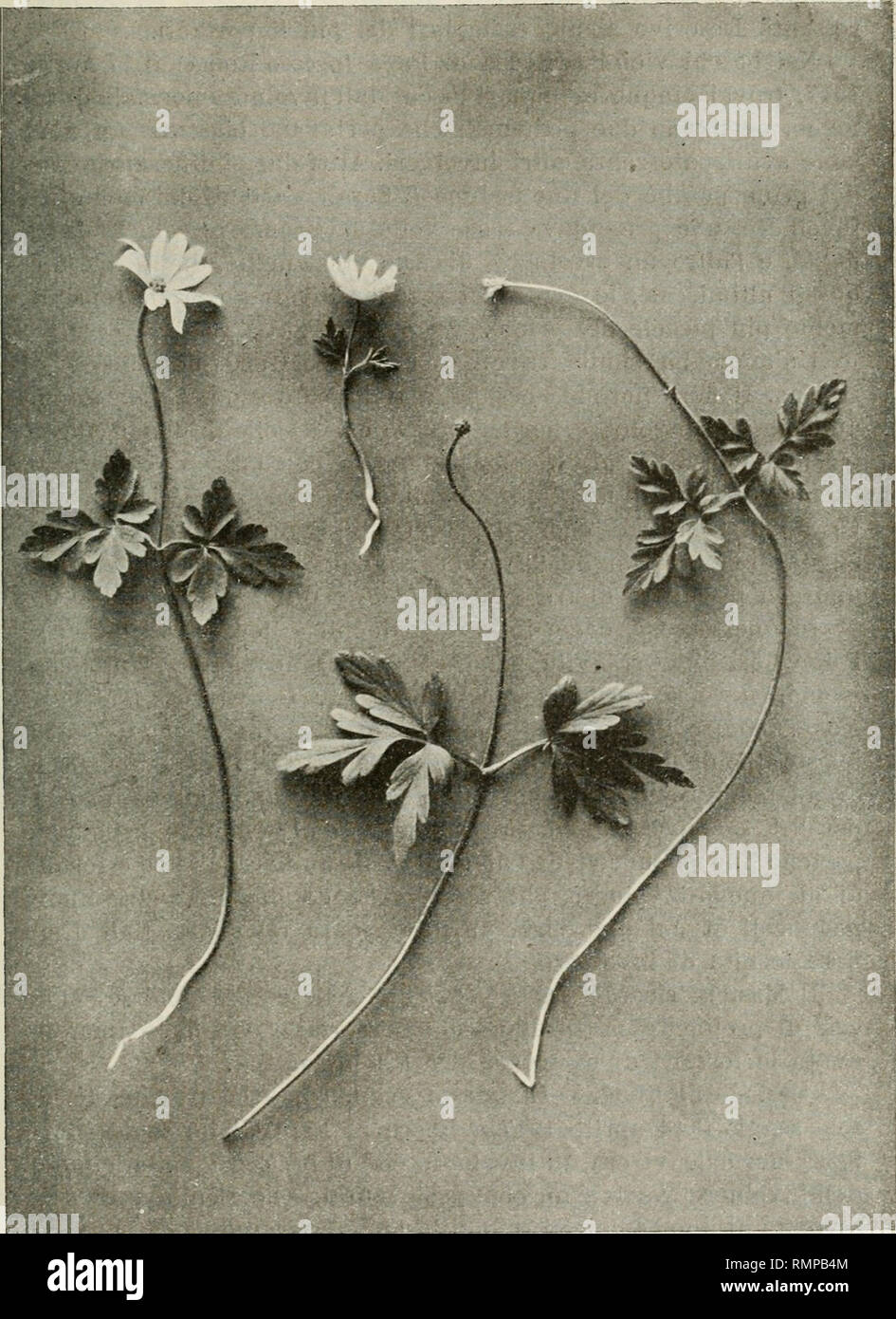 . Annali di botanica. Plants; Plants. -^ 157 —. Fig. 1. — Indiviilui ili .4. (qienuina eon involucro (li 2 foglie.. Please note that these images are extracted from scanned page images that may have been digitally enhanced for readability - coloration and appearance of these illustrations may not perfectly resemble the original work.. Università degli studi di Roma &quot;La Sapienza&quot;. Dipartimento di biologia vegetale. Roma, Tipografia F. Failli [etc. ] Stock Photo