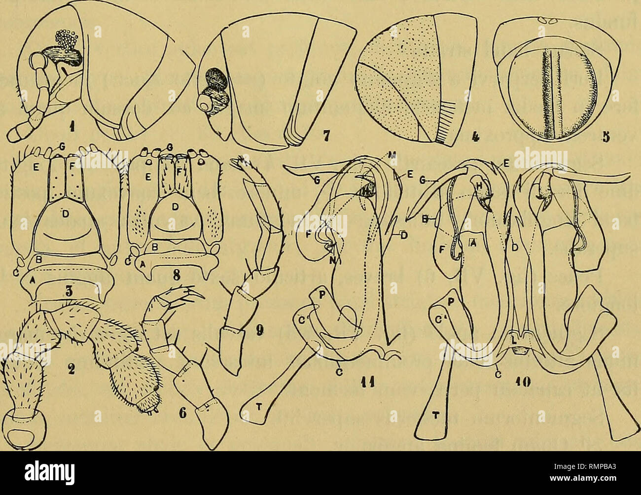 . Annali del Museo civico di storia naturale di Genova. Natural history. MIRIAPODI DELL UGAXDA 471 Observatio. Genus hoc inter cetera colli forma et praesertim segmentorum sulco transversali obsoleto, subnullo, nee non organi copulativi forma, distinctissimum, 7. A.n.a,loeosti'eptus iTbanda Silt. Numerosissimi esemplari di questa specie furono raccolti dal Dott. Bayon a Bussu, da Bussu a Busoga e a Kampala Buganda. Gen. Meti-iostfeptus nov. Corpus segmentis 5-8 aliquantum angustatis, parte postrema paullulum angustata. Caput subaeque longum atque latum, pone incisuram lateralem posticam clypei Stock Photo