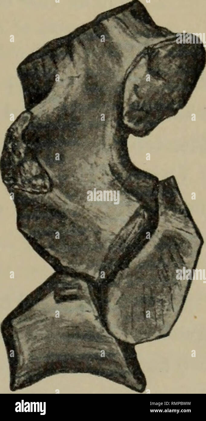 . Annals of the Carnegie Museum. Carnegie Museum; Carnegie Museum of ...