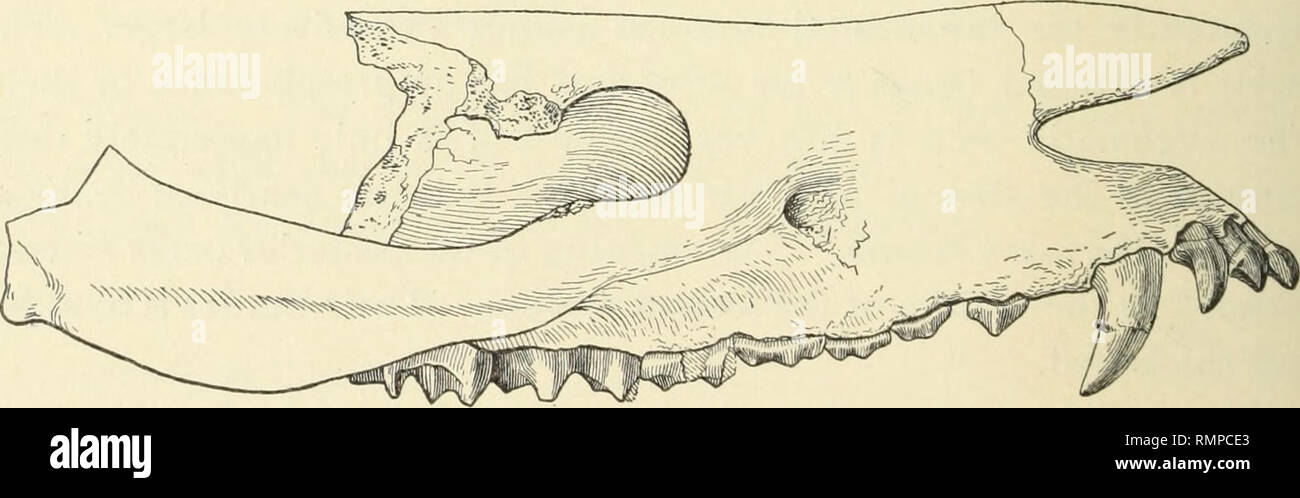 . Annals of the Carnegie Museum. Carnegie Museum; Carnegie Museum of Natural History; Natural history. Fig. 4. Palatal View of Skull of Manteoceras uintensis Douglass. (| nat. size.) posterior portion forms a kind of ledge or keel. I-S. is higher and is directed more downward. The posterior portion is flattened and there is a low flat ledge behind the conical cusp. The canine has a moder- ately high curved crown, on which there are antero-internal and postero-. Fig. 5. Lateral View of Skull of M. uintensis Douglass. (| nat. size.). Please note that these images are extracted from scanned page  Stock Photo