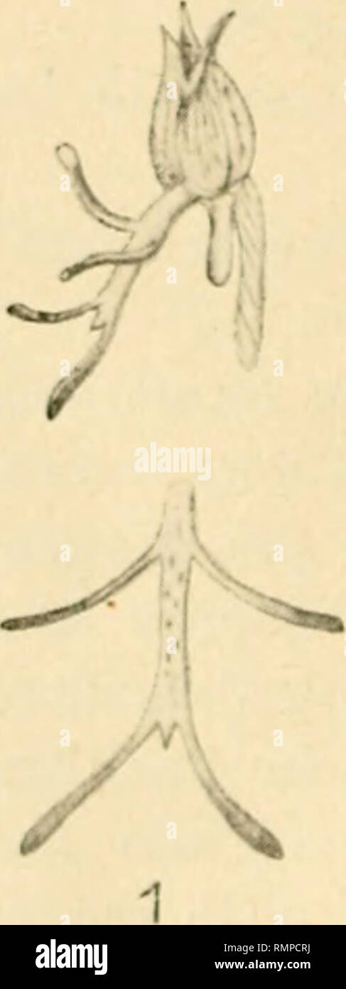 Ripi High Resolution Stock Photography And Images Alamy