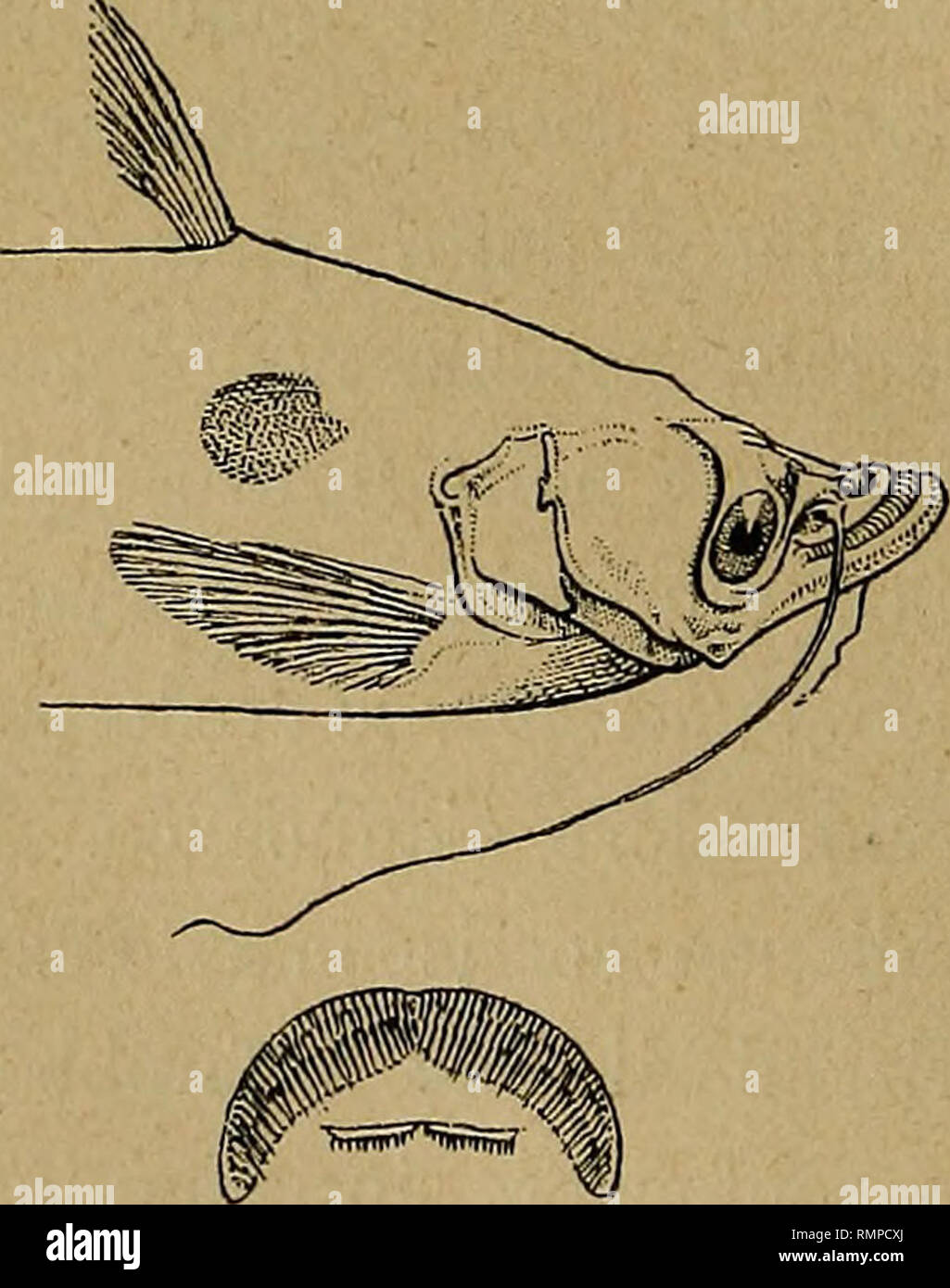 Pinna Stock Photos Pinna Stock Images Page 5 Alamy