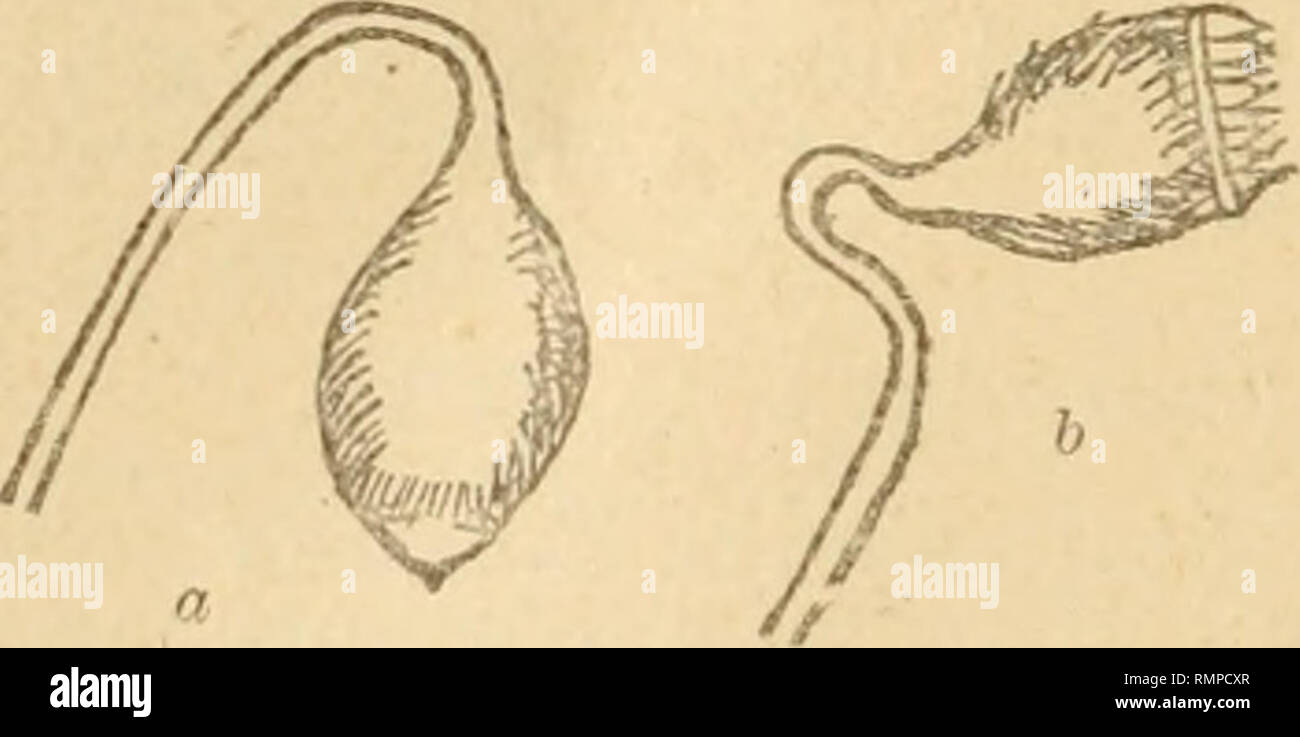 . Annali di botanica. Plants; Plants. — 252 — Dioica. Caules laxe pidvinati, centimetrum 1-1.5 metientes; fer- tiles ad apicem saepe innovantes. « Folia, magis quam in W. Lud- wigii laxa, discreta^ e basi decurrente ovata ohlongatave; perichaetia- lia ad apicem dentata; omnia acuta; nervo ante apicem desinente ». Capsula ad collum minime constricta, « e collo defluente pyriformis, pendula vel nutans, operculo delapso, suhhoì'izonthalis ». Peristomii. Fig. 1» — Wehera Zoddae Both. a) sporogonie maturo con opernolo — b] sporogonio dopo la caduta dell'opercolo. denies opaci, brunneolis vel luteo- Stock Photo