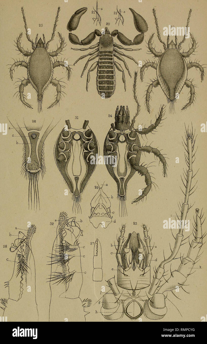 Page 2 Chelifer High Resolution Stock Photography And Images Alamy