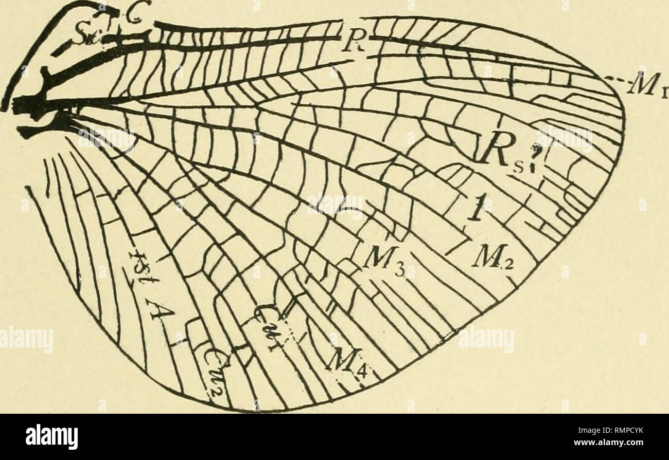 . Annals of the Entomological Society of America. Entomology. 1912] Homologies in the Wing-veins of May-flies 103 In the wing-pads figured in PI. VIII, there is a gradual reduction of the main trachea in the front of the wing. This is shown first in Heptagenia (PI. VIII, Fig. 45) where the base of the subcostal trachea has apparently fused with the radial trachea, later by its total obliteration, (PL VIII, Fig. 51). In all of these except Callibastis the Sc has been the only vein to dis- appear (PI. VIII, Figs. 46, 48, 50, 54). Between Mi and Ma there are several accessory veins which are gene Stock Photo