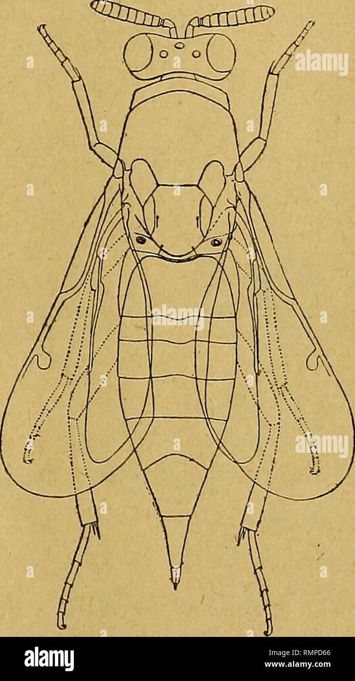 . Annali del Museo civico di storia naturale Giacomo Doria. Natural history. CHALCIDIDAE DELLA CIRENAICA 187 avanti : tale carattere egli lo indica solo nella diagnosi di Uriel- lopteromalus (1). Zanonia -viridis sp. n. Una 9 presa a Bengasi su fiori di fava nel maggio 1906. Femina. Viridis, metallica, scapo, 'pedicello, tegulis pedi- busque concoloribus, metanolo et postpetiolo leniter auratis, abdomine apice nigricante; funiculo et clava fuscis; oculis ocellisque brunneis; calcari maiore pedum posticorum apice nigro ; tarsis fere totis pallide testaceis; alis hyalinis, nervis ftavidis. Caput Stock Photo