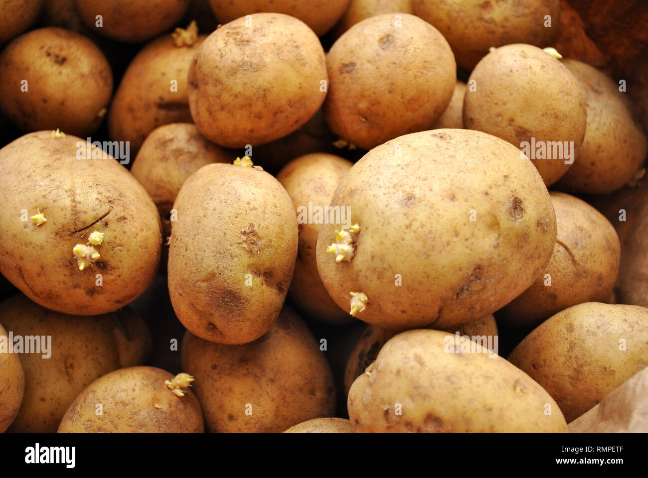 Whole Raw White Potatoes Stock Photo