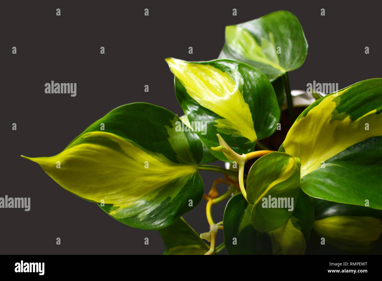 Exotic green Philodendron Scandens Brasil creeper plant with yellow stripes on dark background Stock Photo