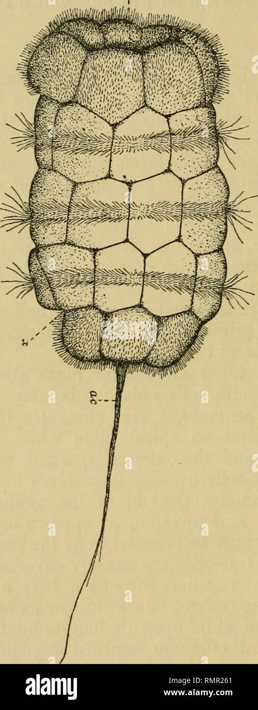 . The Annals and magazine of natural history; zoology, botany, and geology. Natural history; Zoology; Botany; Geology. 268 Mr. G. A. Drew on the embryo, but never forms a distinct invagination. At most it is only slightly concave when viewed from above, and soon becomes arched outward. These changes are accompanied by the formation of the mid-gut, a term that is not intended Fig. 1.. External appearance of an embryo of forty-four hours. ac, apical ciUa ; bl, blastopore ; x, ventral depression. to include the ventral tube, which is of unknown origin. From the beginning it is connected with the Stock Photo