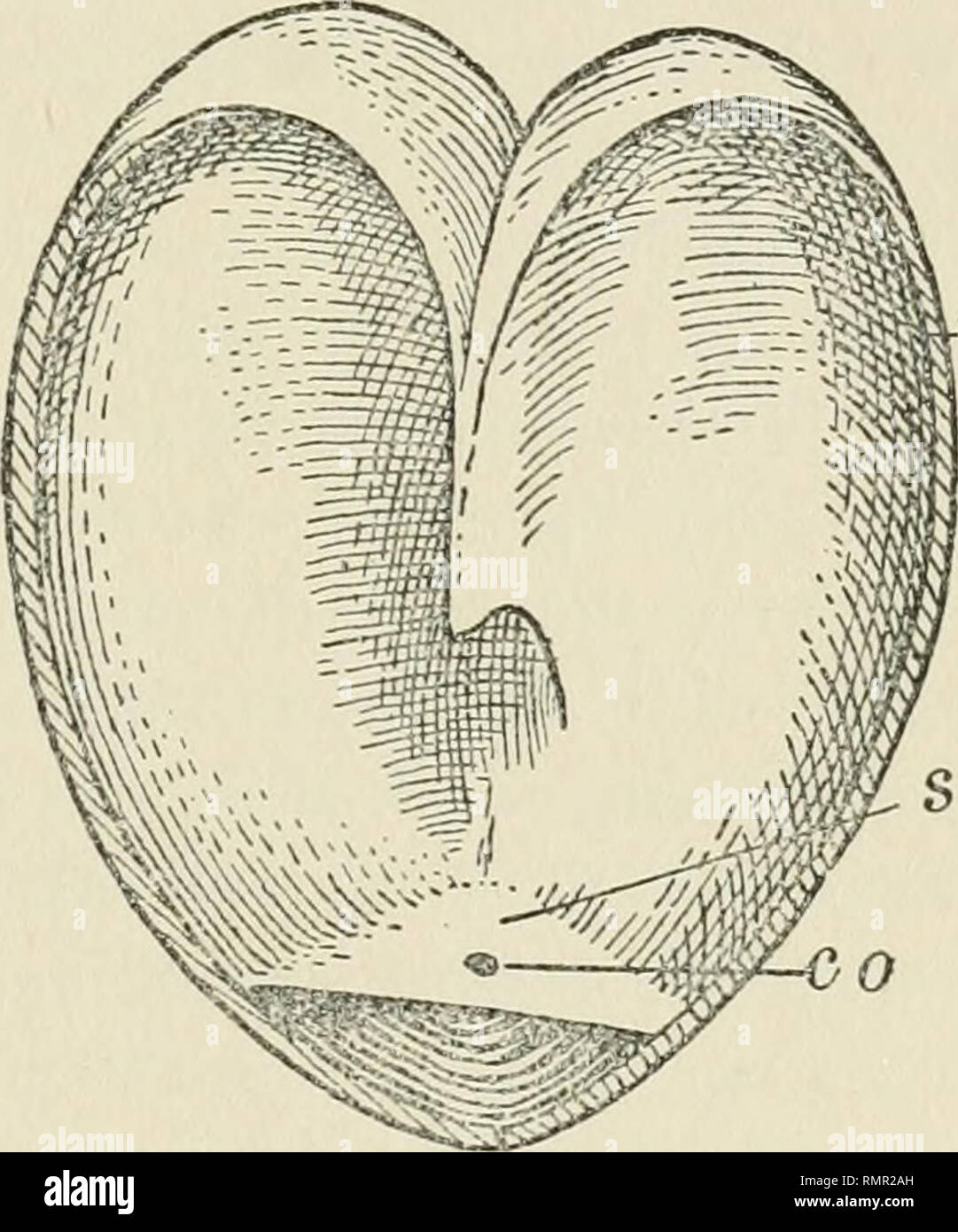 . Annals of the New York Academy of Sciences. Science; Science -- New York (State). ?im' CO. ini' A B Fig. 5. SwiM-BLADDER OF OpSANUS TAU. A. A specimen longitudinally bisected showing the position of the internal septum (s). c o, central opening of septum; i m, intrinsic muscle. B. Another specimen longitudinally bisected showing the variation of the internal septum (s). the same intrinsic muscles as that of the sea-robin. The muscles arise at the most anterior part of the right and left lobes respectively, and are separated posteriorly by only a small tendon. The muscular tissue is thick and Stock Photo