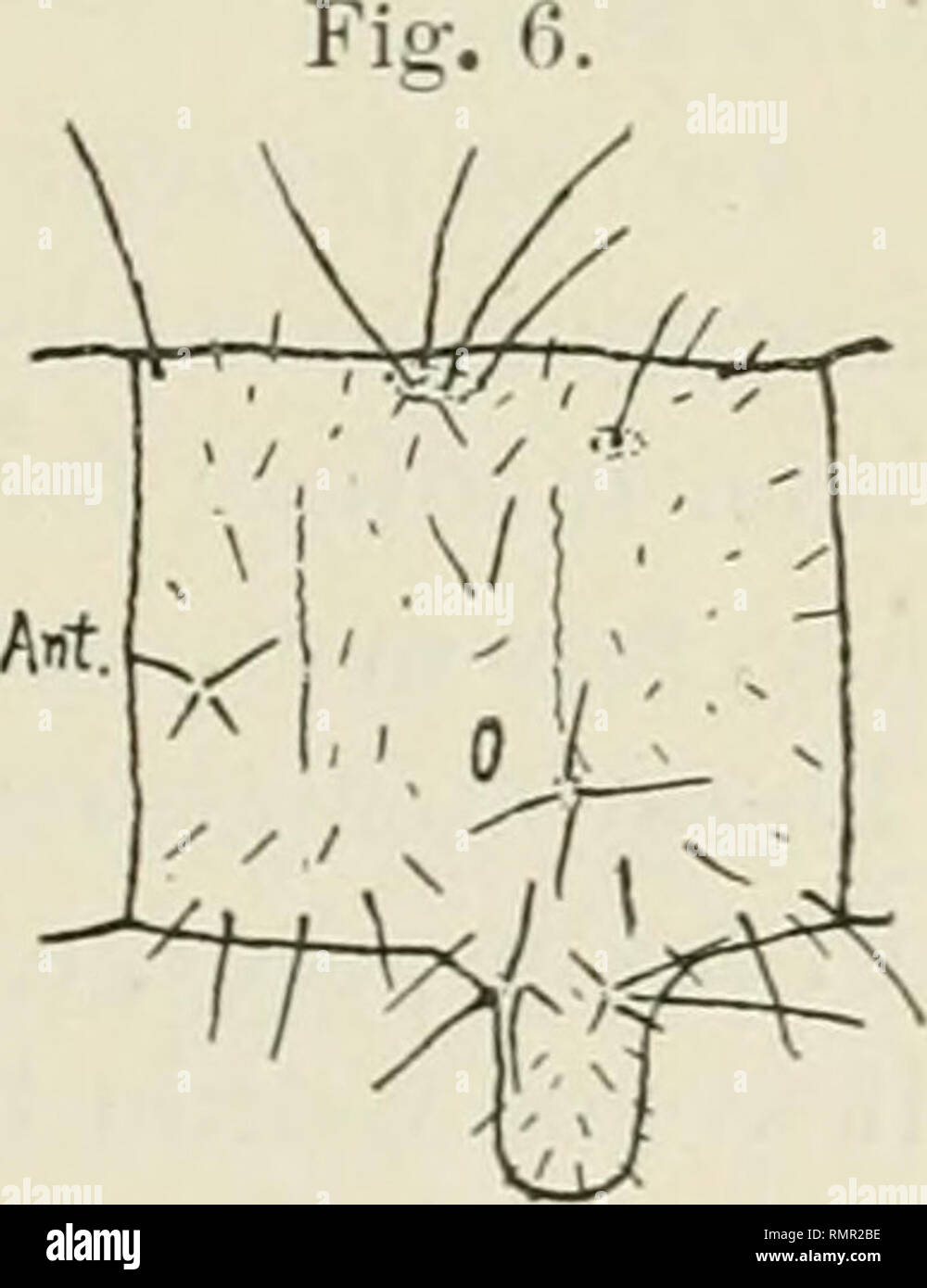 . Annals of the New York Academy of Sciences. Science; Science -- New York (State). A Classification of Lepidopterous Larvae. 229 again call attention to the fact that tubercle iv is large and well developed in Porthetria dispar, the &quot;gypsy moth;&quot; but very small in oar native species of Notolophus (= Orgyia).' Family Lasiocampidae. This family, which closes our first division (unless the alternative view which I will suggest for the position of the Sphingidae be adopted) has pursued a different line of development. The warts have become reduced even to obliteration, and are largely r Stock Photo