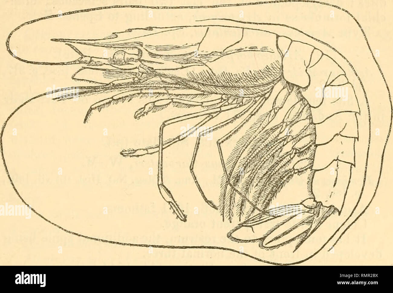 . The Annals and magazine of natural history; zoology, botany, and geology. Natural history; Zoology; Botany; Geology. Indian Deep-sea Dredging. 285 The dorsal ridge of the abdomen commences on the second tergum. The second (Atlantic) or third (Indian) to fifth pleura are minutely mucronate ; in one of our specimens a very minute mucro can be made out on one of the pleura of the second tergum. Fig. 9.. Aristceopsis Edwardsiana, $, X |. 18. ArisUeopsis armata (Sp. Bate). Aristeus annatus, Sp. Bate, Ann. &amp; Mag. Nat. Hist. (5) viii. 1881, p. 188 ; id. ' Challenger ' Macrura, 1888, p. 312, pis Stock Photo