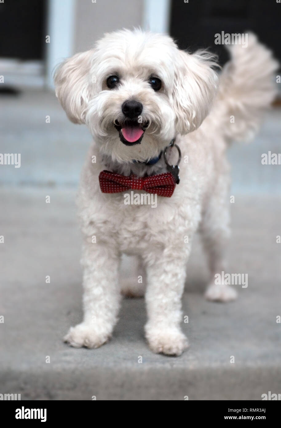White poodle mix dog wearing a red bow tie Stock Photo