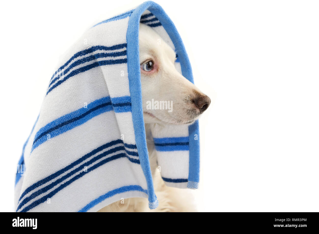 PROFILE DOG BATHING. MIXED-BREED PUPPY WRAPPED WITH A BLUE COLORED TOWEL. ISOLATED STUDIO SHOT AGAINST WHITE BACKGROUND. Stock Photo