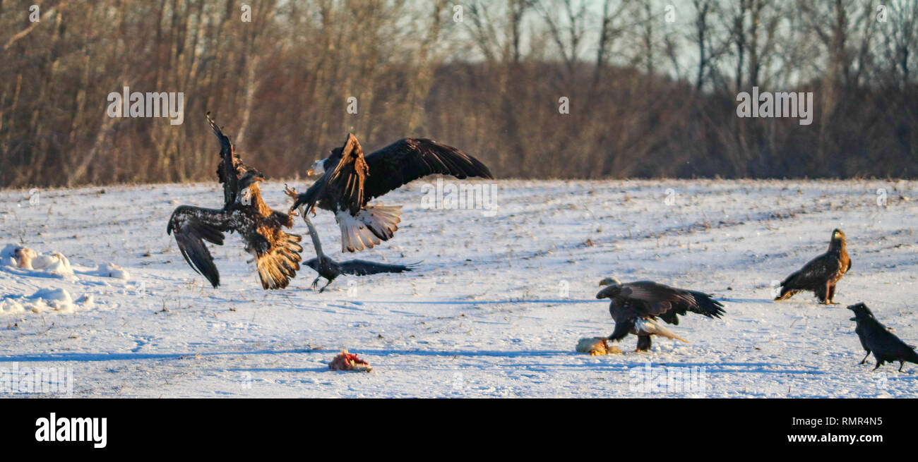 A juvenile bald eagle fighting an adult bald eagle in a field with other eagles and ravens. Stock Photo