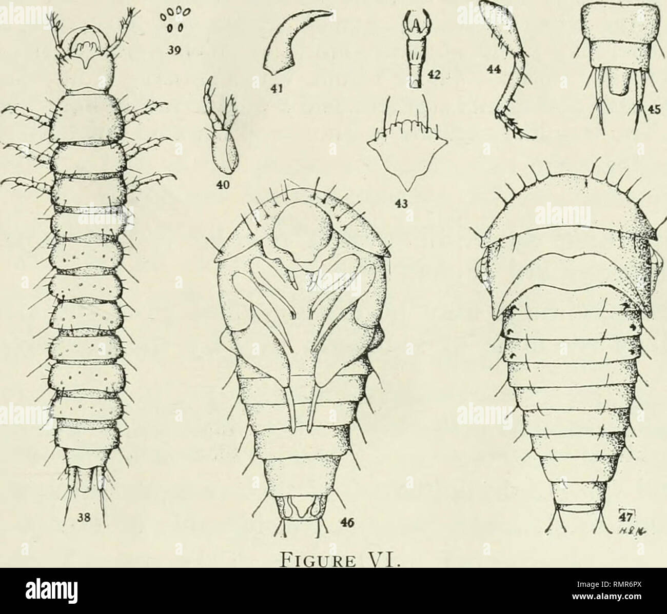 . Annals. Entomology. 1923] Mank: Biology of Staphylinidce 235 Tachinus flavipennis Dcj. Fig. VI.) Larva.—(Length, 7 mm.) This larva is Hnear, slightly depressed, and not as slender as most of the other forms studied. Instead of tapering toward the end of the body, there is a slight widening toward the posterior region. The color is distinctly brown. Each abdominal segment has two chitinized plates, one on the dorsal and one on the ventral side.. Fig. VI. Tachinus flavipennis Tie]. 38, Larva, dorsal view. 39, Ocelli. 40, Maxilla. 41, Mandible. 42, Labium. 43, Upper lip. 44, Leg. 45, Pseudopode Stock Photo