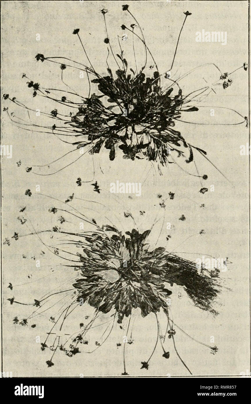 . Annali di botanica. Plants; Plants. - 55 — Questa descrizione naturalmente dovrà essere più o meno una ripetizione di quella riportata per gli ibridi sperimentali di prima generazione. La diamo qui brevemente, tenendo sott'occhi gli. Fig. 12. — Due ibridi fra B. perenms e B. annua, di cui il superiore sperimentale l'inferiore naturale (Va grand, nat.). esemplari illustrati nella figura 11 : piante annue, ramificate fin dalla base, con rami sottili, spesso di color rossastro, con foglie intere o crenate, pili o meno pelose, sparse sui rami e. Please note that these images are extracted from s Stock Photo