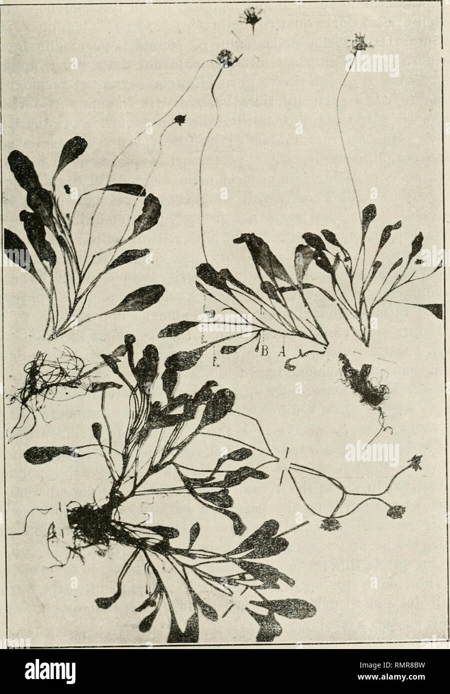 . Annali di botanica. Plants; Plants. — 29 — giovani calatidi in boccinolo, nessuno di essi avesse ancora rag- giunto il massimo sviluppo.. Fig. 3. — B. perennh. Individui con foglie appena crenate 0 addirittura intere [^ 3 grand, nat). In questi esemplari, specialmente in quello superiore a destra nella fotografia, è evidente una particolarità che, sebbene abbastanza diiì'usa negli individui di B. pey^ennis molto ramificati e caule- scenti, non riesce sempre così manifesta: nei germogli di ordine. Please note that these images are extracted from scanned page images that may have been digitall Stock Photo