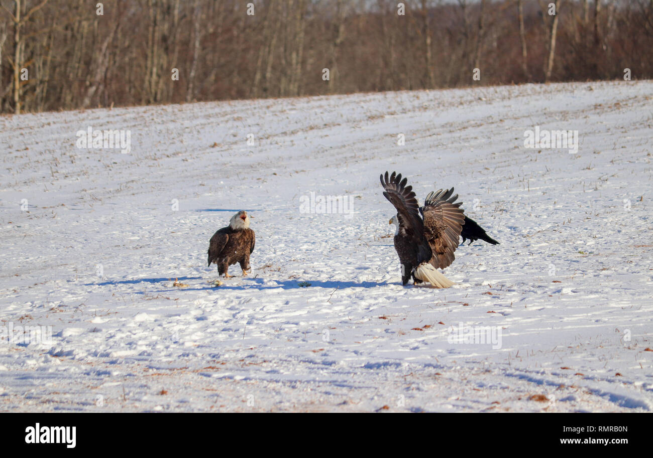 Two bald eagles posturing up to each other in a field Stock Photo