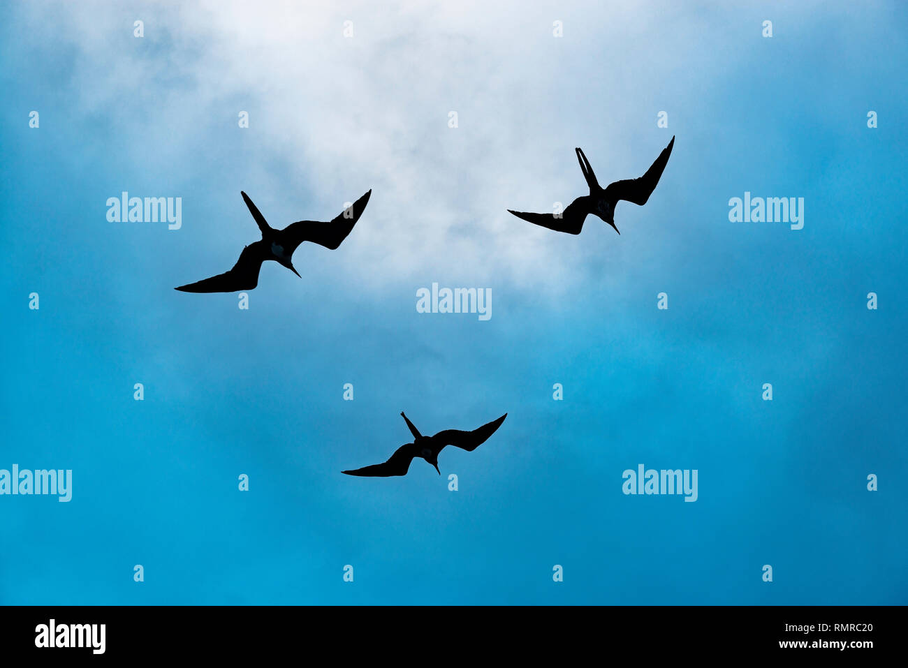 Three silhouettes of magnificent frigate birds (frigata magnificens) flying around a boat at sunset with blue sky background, Galapagos, Ecuador. Stock Photo