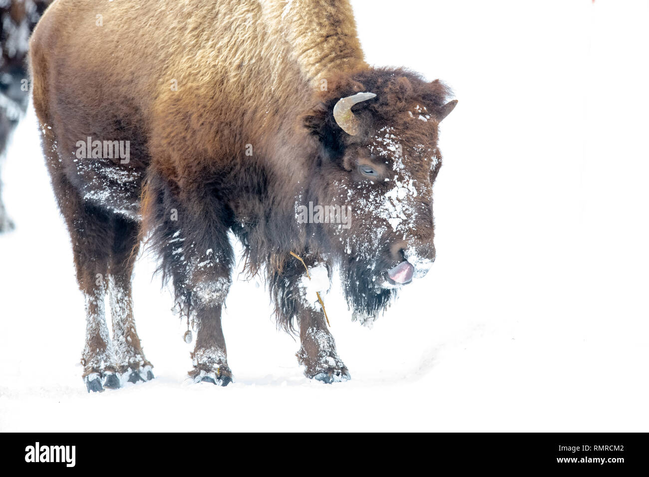American bison (Bison bison) in Yellowstone's winter snow Stock Photo ...