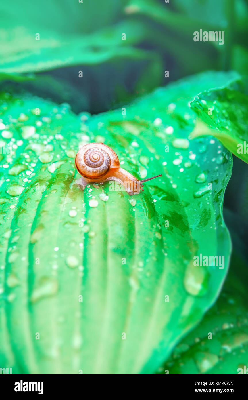 A small snail crawling on large embossed leaves with water drops in a ...