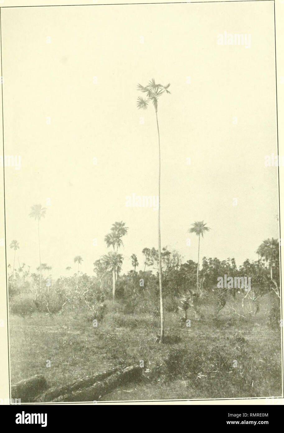 . Annals of the Carnegie Museum. Carnegie Museum; Carnegie Museum of Natural History; Natural history. ANNALS CARNEGIE MUSEUM, Vol. Plate VI. Coccothrinax Miraguano. Star Palm. Height about twenty feet. Near Nuevas River, north of McKinley; photographed May i6, 1910.. Please note that these images are extracted from scanned page images that may have been digitally enhanced for readability - coloration and appearance of these illustrations may not perfectly resemble the original work.. Carnegie Museum; Carnegie Museum of Natural History. [Pittsburgh] : Published by authority of the Board of Tru Stock Photo