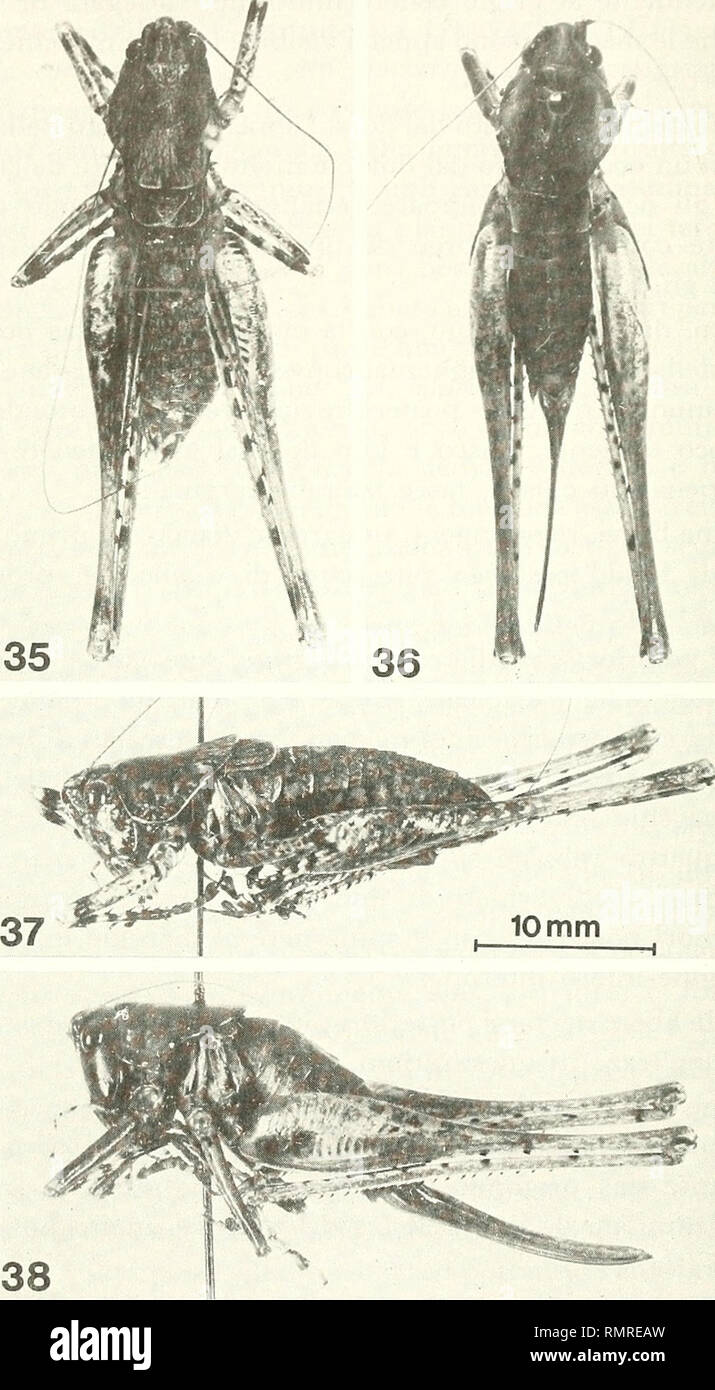 . Annali del Museo civico di storia naturale Giacomo Doria. Natural history. 434 B. BACCETTI. Fig. 35-38: Rhacocleis grisea n. sp. Maschio (35) e femmina (36) dal dorso. Maschio (37) e femmina (38) di lato.. Please note that these images are extracted from scanned page images that may have been digitally enhanced for readability - coloration and appearance of these illustrations may not perfectly resemble the original work.. Museo civico di storia naturale Giacomo Doria (Genoa, Italy). Genova : Stab. tipo-litografico P. Pellas Fu L. Stock Photo