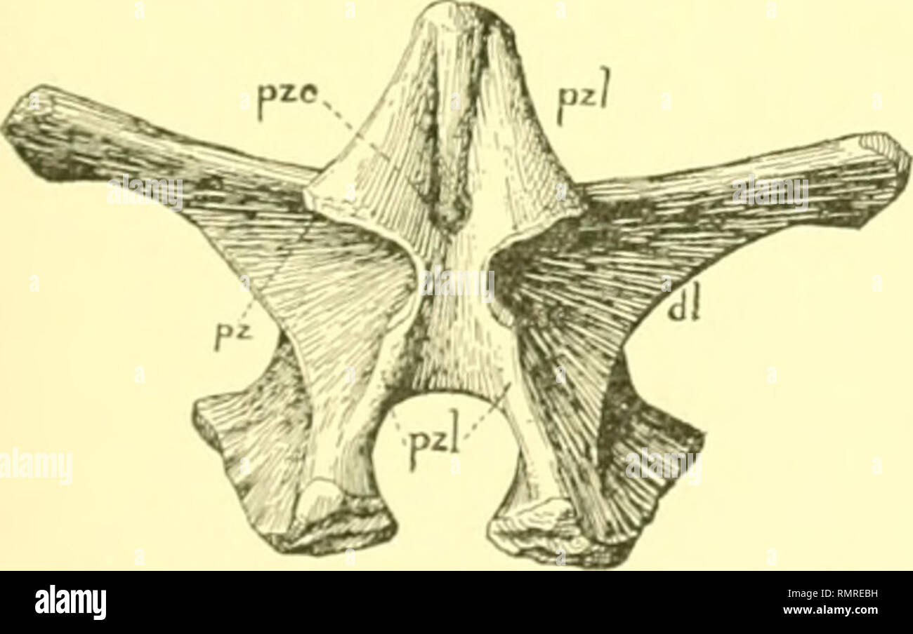 . Annals of the Carnegie Museum. Carnegie Museum; Carnegie Museum of Natural History; Natural history. Fig. 8. Dorsal of Elosazirus parvus. Anterior view (No. 566), one half natural size. s., spine; azl., prezygapophysial 10. The tul)ercular facet is much restricted in comparison with the extended capitular ar- s. Fig. 9. I'osterior view of same (No. 566). One half natural size, /-z-, pos- terior zygapophysis. ///., horizontal lamina; dl., diapophysial lamina; /., transverse process; a.z., an- terior zygaphophysis ; c.f., capitular facet. ticulation. The diapophyses are sujjported superiorly b Stock Photo