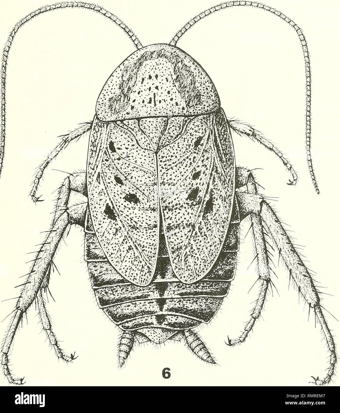 . Annali del Museo civico di storia naturale Giacomo Doria. Natural history. INSETTI ORTOTTEROIDEI ISOLI-: CIRCUMSARDK 409. Fig. 6: Ectobius sardous n. sp. Femmina, dal dorso. Lunghezza del corpo Lunghezza del pronoto Lunghezza delle tegmine Dimensioni in mm. maschio femmina 5.5 1 4 5.5 1 3. Please note that these images are extracted from scanned page images that may have been digitally enhanced for readability - coloration and appearance of these illustrations may not perfectly resemble the original work.. Museo civico di storia naturale Giacomo Doria (Genoa, Italy). Genova : Stab. tipo-lito Stock Photo