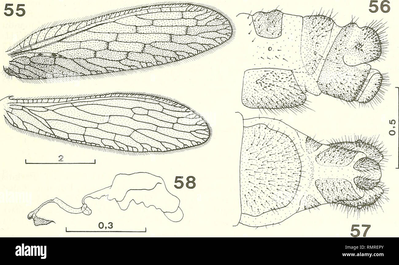 . Annali del Museo civico di storia naturale Giacomo Doria. Natural history. DATA ON SOME SPECIES OF THE GENUS MICROMUS 499. M. linearis (Hagen, 1858). Figg. 55-58 - 55. Wings; 56. Apex of abdomen $, lateral view. 57. Same, ventral view; 58. Spermatheca, lateral view. (55: paralectotype, 56-58: lectotype). Scale in mm. The new synonymy is proposed as follows: Micromus linearis (Hagen, 1858) = Micromus multipunctatus Matsumura, 1907: 171 n. syn. On the basis of the material studied I describe the female genitalia which were hitherto unknown. Female: First tergites very small, rectangular and wi Stock Photo