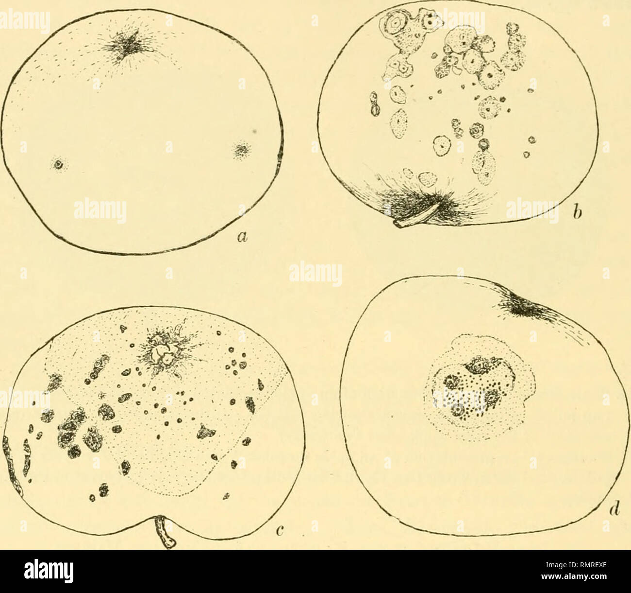 . Annals of applied biology. Biology, Economic; Biochemistry. 194 &quot;Spotting&quot; of Apples in Great Britain control punctures were made on a third apple. On Feb. 22nd, brown spots  in. diameter were observed, but again spots appeared at places not inoculated. However, on Feb. 28th, the four spots formed at the points of inoculation on this apple had coalesced to form an area 1 in. in diameter. The apple was then cut open and portions of diseased tissue were removed from the interior at a depth of  in. from the surface.. Fig. 3 (a). Apple inoculated with conidia of Pleospora at two poin Stock Photo