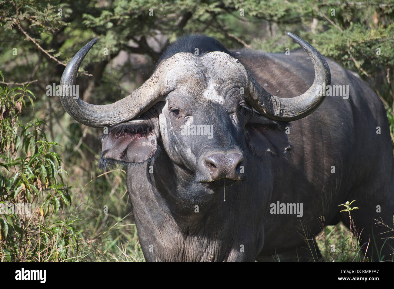 Cape buffalo (Syncerus caffir). This individual is heavily infested with ticks and other parasites Stock Photo
