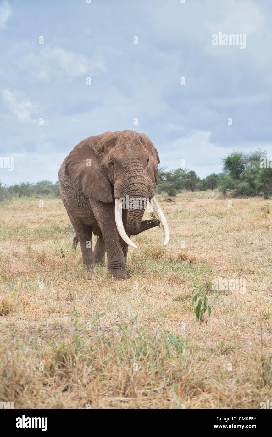 Bull (male) African elephant (Loxodonta africana) Stock Photo