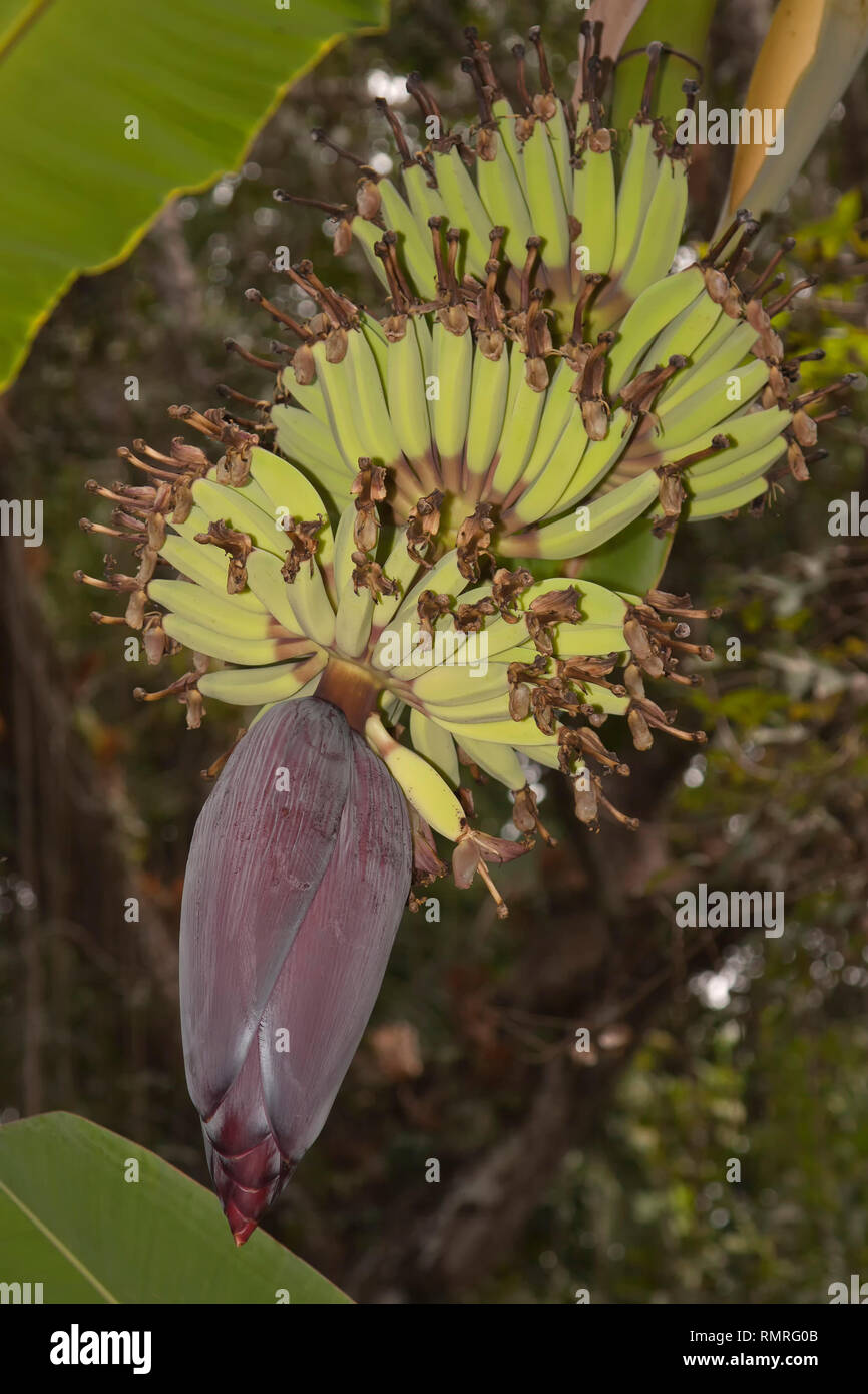 Bananas, banana tree (Musa), inflorescence and blossom, banana blossom