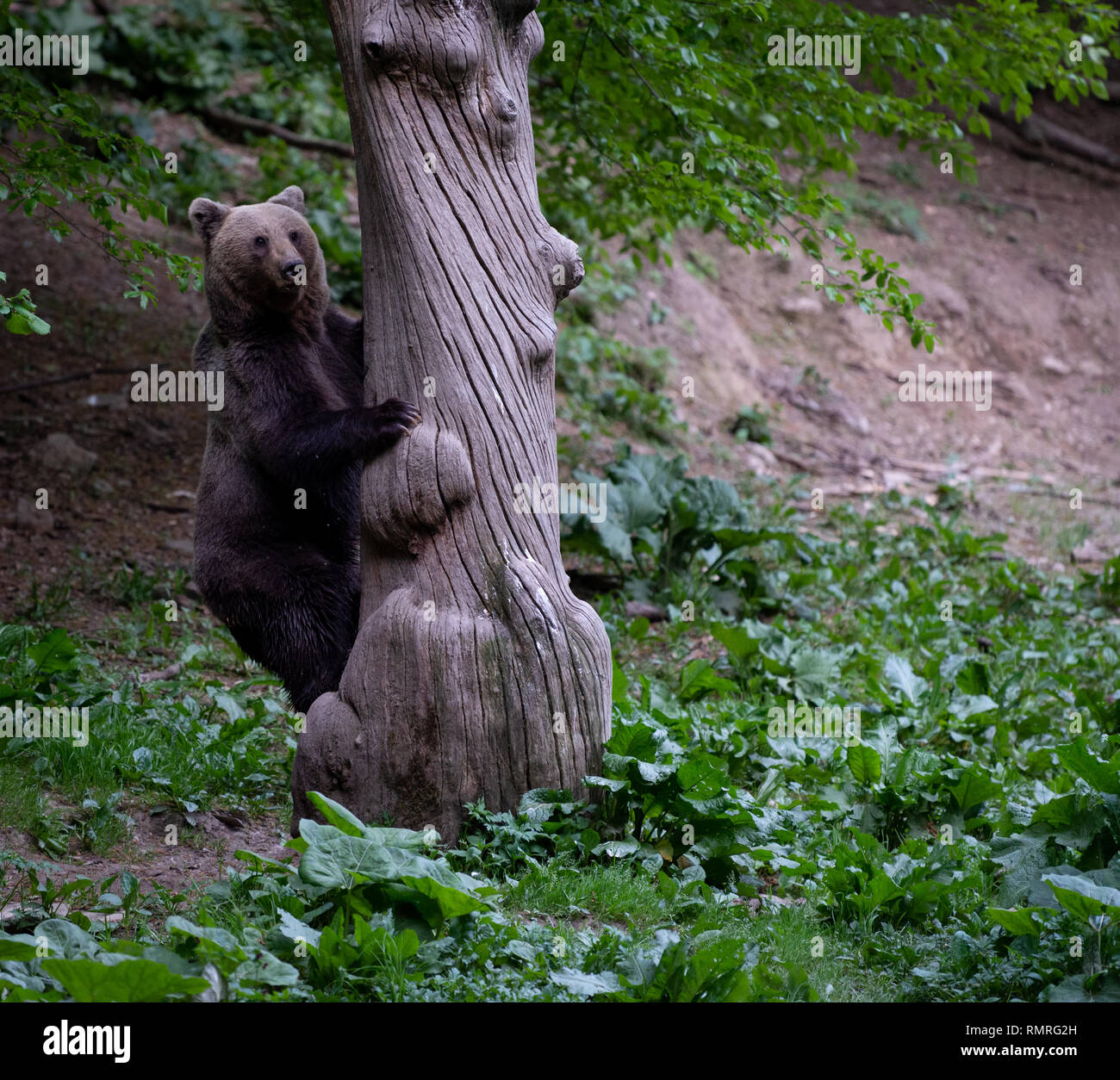 Brown bear climbing tree in Carpathian Mountains, Transylvania, Romania. Stock Photo