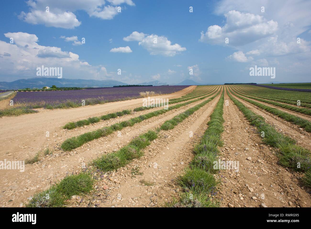 Lavender Harvest in Provence Stock Photo