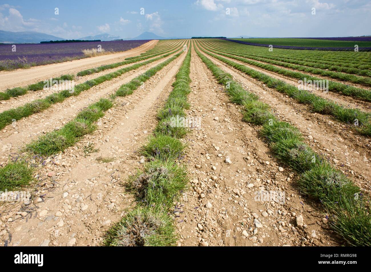 Lavender Harvest in Provence Stock Photo Alamy