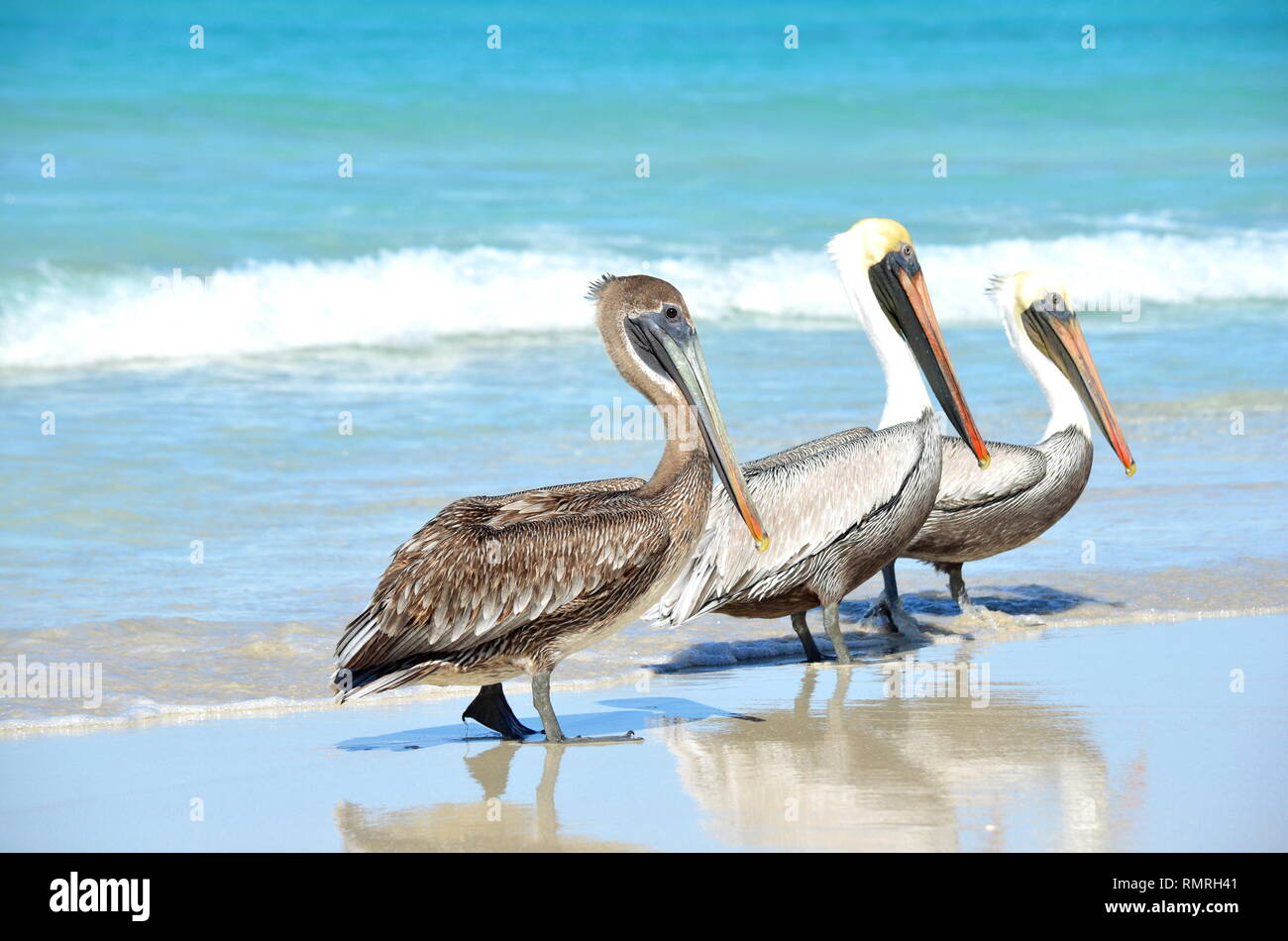 Brown Pelicans Pelecanus occidentalis walking on the beach among people in Varadero Cuba. Marine wildlife encounters Stock Photo