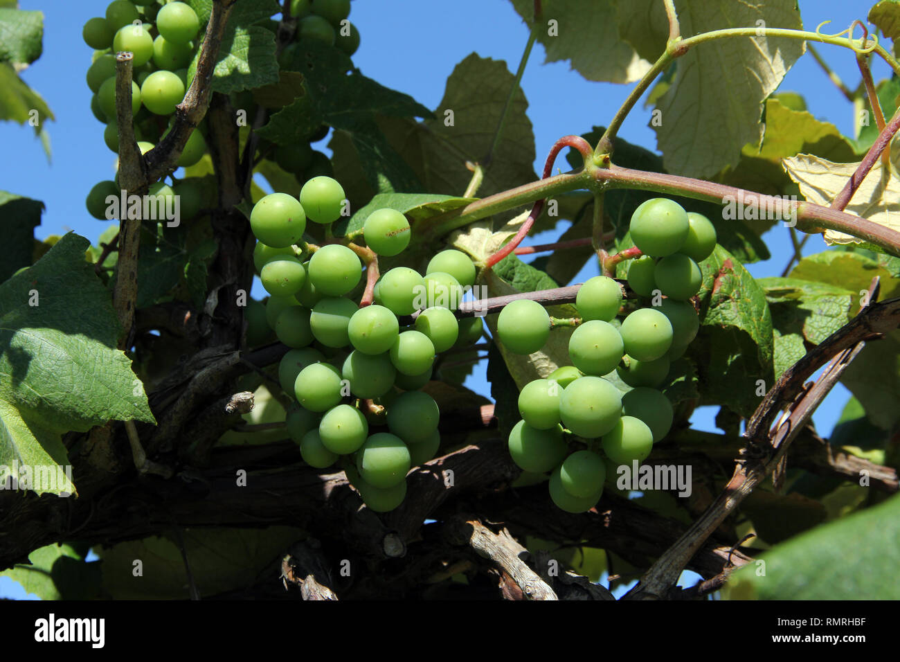 Green unripe grapes growing in a Vinyard Stock Photo