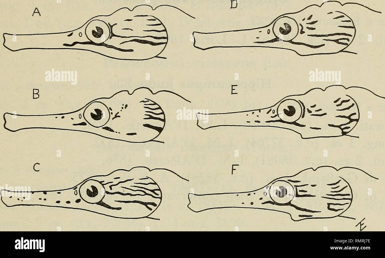 . Annali del Museo civico di storia naturale Giacomo Doria. Natural history. PESCI DELLA NUOVA GUINEA 35 di Amboina (Is. Molucche: O. Beccari, 1874). Essi sono tutti da attri- buirsi a C. intestinalis ed hanno sempre 17 anelli del tronco; soltanto in uno di Amboina se ne contano 18. Come dimostrano gli uniti disegni, l'ornamentazione laterale del capo presenta una notevole variabilità,. Fig. 5 - Variazioni nel disegno laterale del capo di Corythoichthys intestinalis (Rams.). A, Salawati. B, Baia di Geelwink. C, Upuli. D-E, Amboina. F, Gesser. in quanto le linee brune differiscono per numero e  Stock Photo