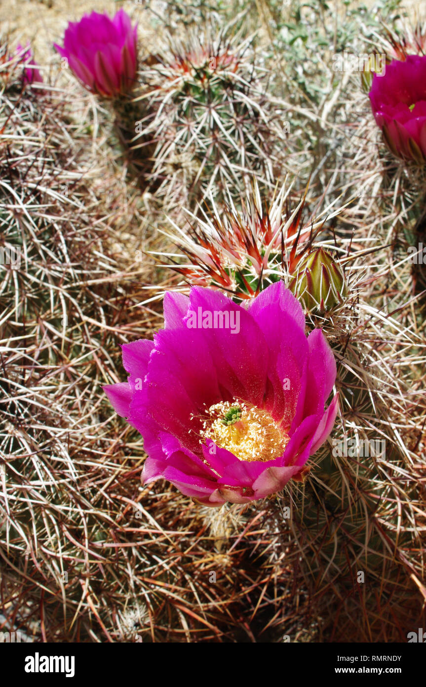 A blooming hedgehog barrel cactus with bright pink blossoms found in the Mojave desert of southern California. Stock Photo