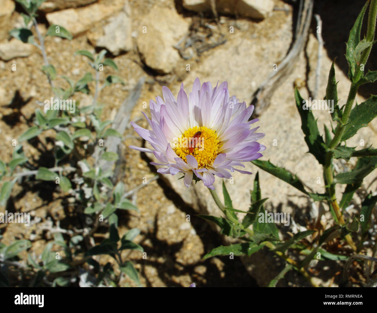 A delicate looking purple flower in the Mojave Desert with a yellow