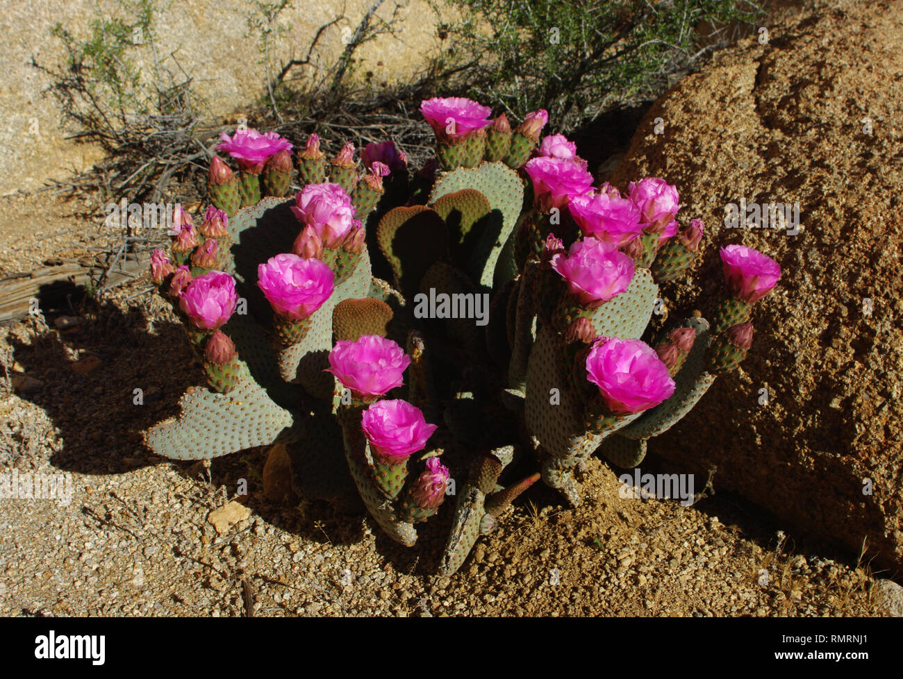 A blooming prickly pear cactus with bright pink blossoms found in the Mojave desert of southern California. Stock Photo